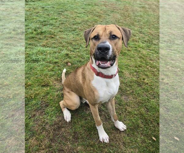 Medium Photo #1 Boxer-Unknown Mix Puppy For Sale in Stanwood, WA, USA