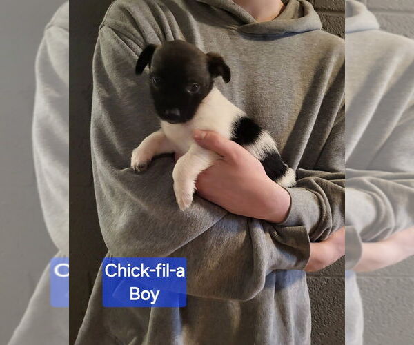 Medium Photo #2 Rat Terrier-Unknown Mix Puppy For Sale in Aurora, IN, USA