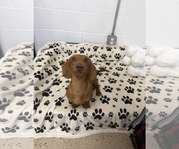 Medium Photo #2 Dachshund Puppy For Sale in York, SC, USA
