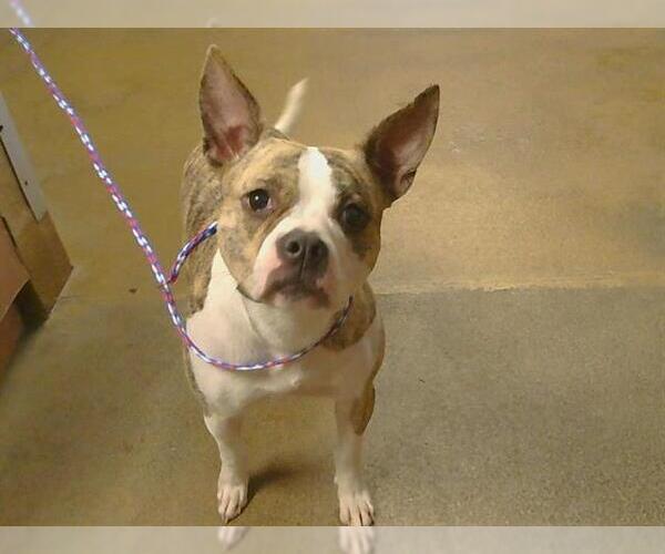 Medium Photo #1 American Pit Bull Terrier-Unknown Mix Puppy For Sale in Sacramento, CA, USA