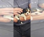 Puppy Nick Cavalier King Charles Spaniel
