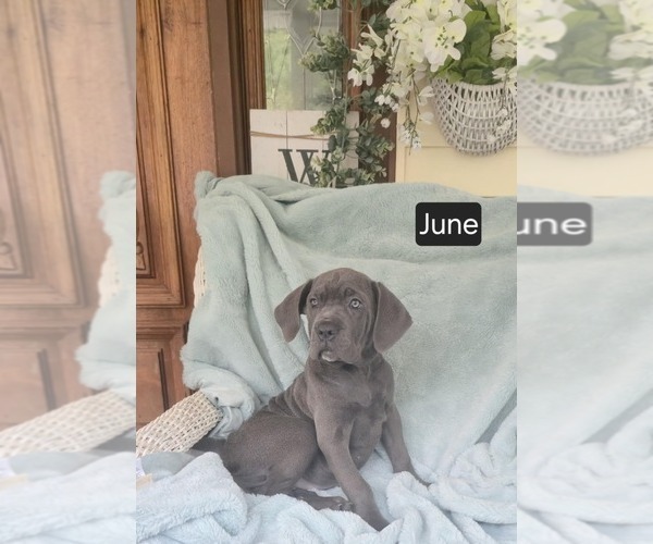 Medium Photo #2 Cane Corso Puppy For Sale in MINERAL WELLS, WV, USA