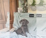 Small #1 Cane Corso