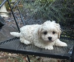 Small #8 Cava-Tzu