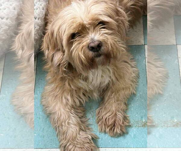 Medium Photo #1 ShiChi Puppy For Sale in Wetumpka, AL, USA