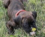 Small Photo #4 Boxer Puppy For Sale in ROCKFORD, IL, USA