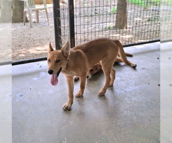Medium Photo #8 Red Heeler-Unknown Mix Puppy For Sale in Mountain View, AR, USA