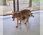 Small #7 Red Heeler Mix