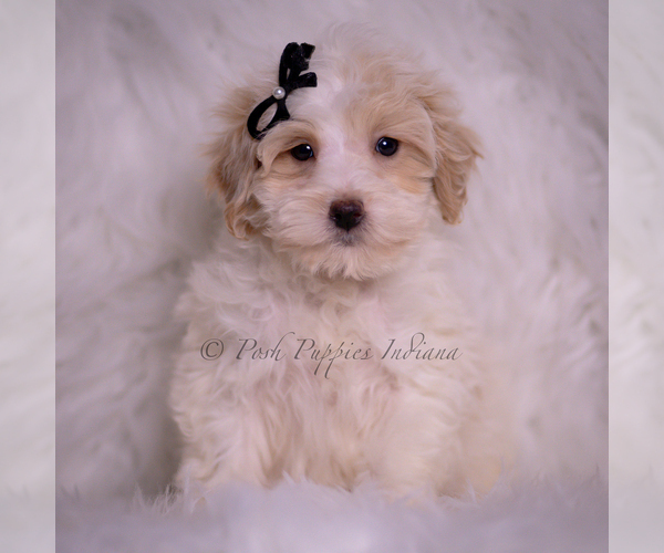 Medium Photo #75 Maltipoo (Miniature) Puppy For Sale in WARSAW, IN, USA