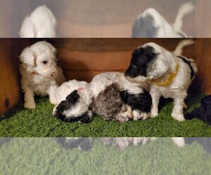 Poodle (Miniature) Puppy for sale in FILLMORE, UT, USA
