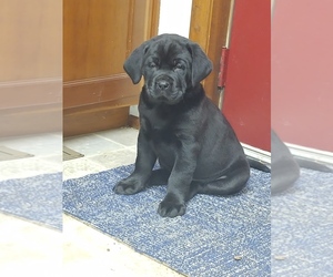 Dogue de Bordeaux-Labrador Retriever Mix Puppy for sale in WINDSOR, PA, USA