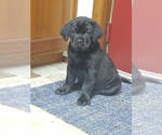 Small Photo #1 Dogue de Bordeaux-Labrador Retriever Mix Puppy For Sale in WINDSOR, PA, USA