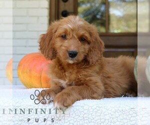 Goldendoodle (Miniature) Puppy for sale in PARADISE, PA, USA