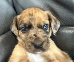 Small #3 Boxer-Poodle (Standard) Mix
