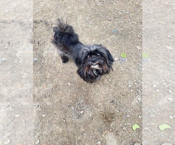 Medium Photo #3 Shih Tzu-Unknown Mix Puppy For Sale in Calgary, Alberta, Canada