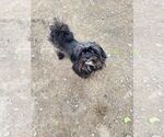 Small #2 Shih Tzu Mix