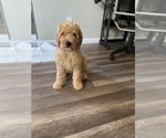 Small Photo #22 Goldendoodle Puppy For Sale in PITTSBURG, CA, USA