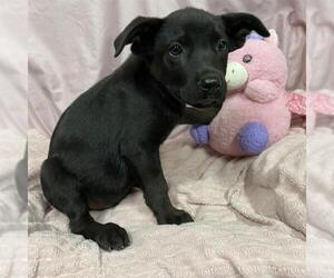 German Shepherd Dog-Unknown Mix Dogs for adoption in Modesto, CA, USA