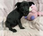Small German Shepherd Dog Mix