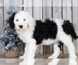 Poochon Puppy for sale in MOUNT VERNON, OH, USA