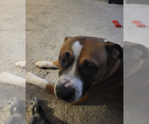 Medium Photo #16 American Staffordshire Terrier-Boxer Mix Puppy For Sale in Holly Springs, NC, USA