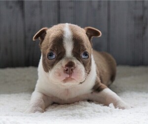 Boston Terrier Puppy for sale in FREDERICKSBG, OH, USA