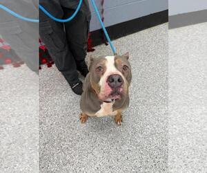 Sosa - Male American Staffordshire Terrier-Unknown Mix Dog for Adoption - Photo #2