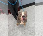 Small #1 American Staffordshire Terrier Mix