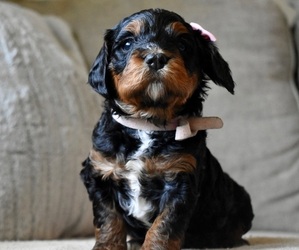 English Springer Spaniel-Poodle (Toy) Mix Dog for Adoption in LOXLEY, Alabama USA