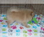 Small #1 Pomeranian