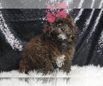 Puppy AKC Darling Poodle (Toy)