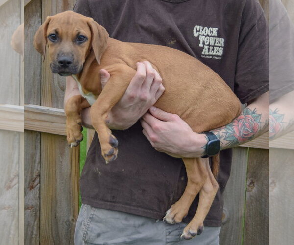 Medium Photo #2 Labralas Puppy For Sale in Huntley, IL, USA