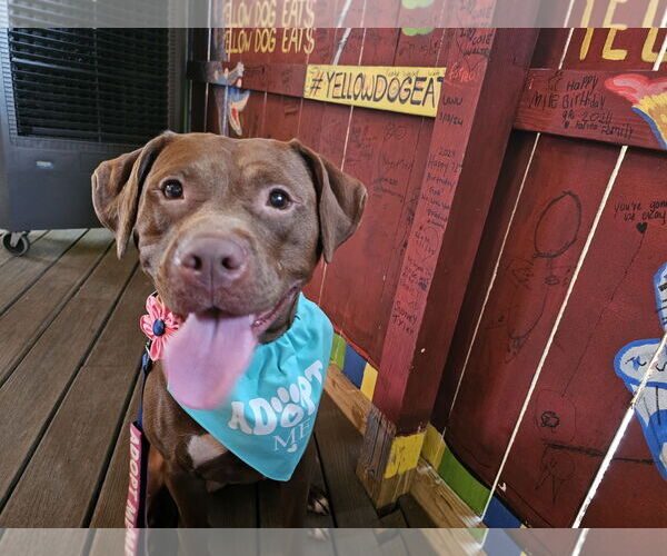 Medium Photo #2 Mutt Puppy For Sale in  Gainesville, FL, USA