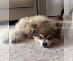 Small #3 Pomeranian