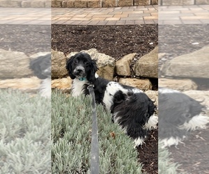 Medium Cocker Spaniel