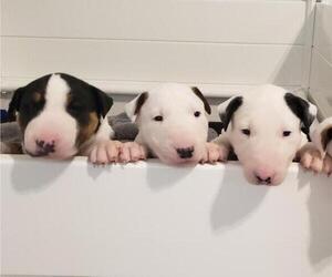 Bull Terrier Puppy for sale in GREENVILLE, NC, USA