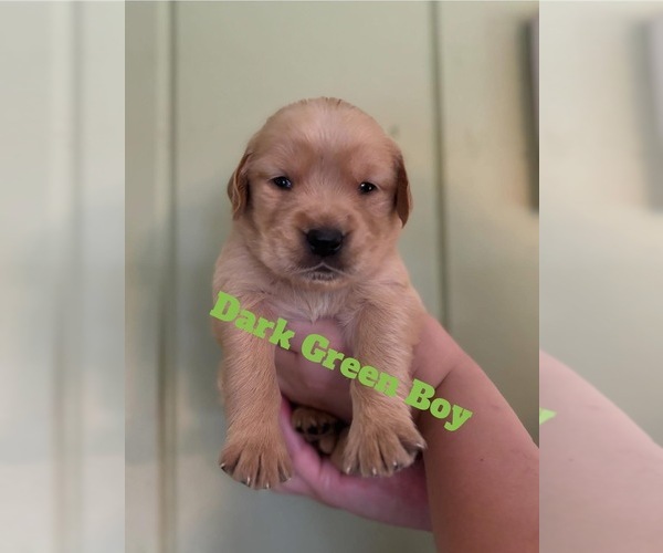 Medium Photo #7 Golden Retriever Puppy For Sale in NASHVILLE, TN, USA