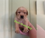 Small #6 Golden Retriever