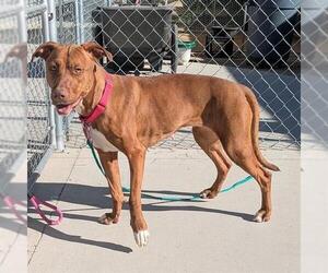 Mutt Dogs for adoption in Las Vegas, NV, USA