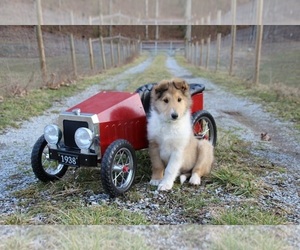 Collie Puppy for sale in KINGSPORT, TN, USA