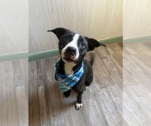 Preston - Male Mutt Dog for Adoption - Photo #17
