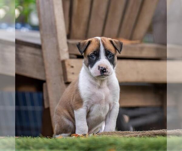 Medium Photo #4 Boxer-Unknown Mix Puppy For Sale in San Diego, CA, USA