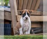 Small #3 Boxer Mix