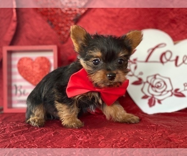 Medium Photo #4 Yorkshire Terrier Puppy For Sale in LANCASTER, PA, USA
