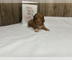 Small Photo #5 Dachshund Puppy For Sale in MYRTLE, MO, USA