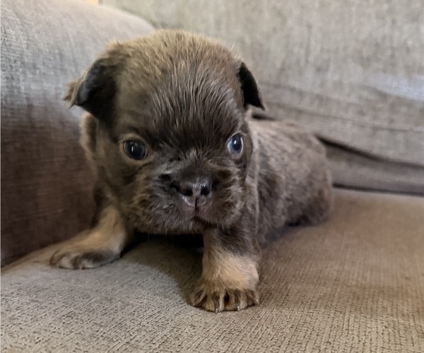 Medium Photo #5 French Bulldog Puppy For Sale in BOURBON, MO, USA