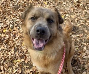 Australian Shepherd-Unknown Mix Dogs for adoption in phoenix, AZ, USA