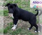 Small #1 Bulldog Mix