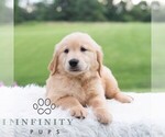 Small #1 Golden Retriever