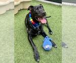 Small Labrador Retriever Mix
